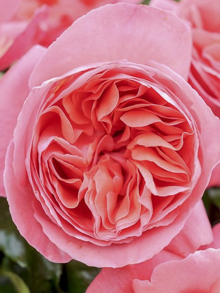 Rosier Moderne Special Anniversary Rosa X The Moderne Special Anniversary Le Jardin Du Pic Vert