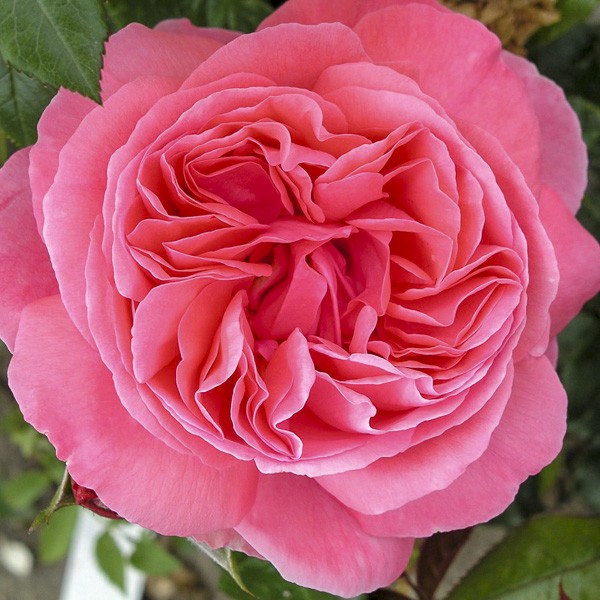 Rosier Moderne Special Anniversary Rosa X The Moderne Special Anniversary Le Jardin Du Pic Vert