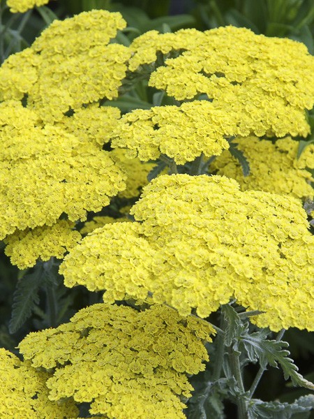 Achillee Little Moonshine Achillea X Clypeolata Little Moonshine Le Jardin Du Pic Vert