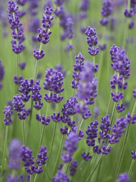 Lavande Vraie Bleu De Gien Lavandula Angustifolia Bleu De Gien Le Jardin Du Pic Vert