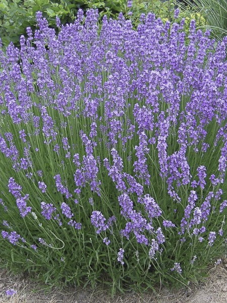 Lavande Phenomenal Lavandula X Intermedia Phenomenal Le Jardin Du Pic Vert