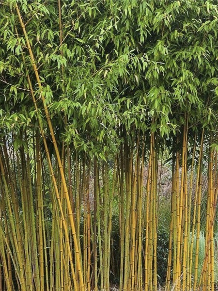 Bambou A Cannes Jaunes Phyllostachys Vivax Aureocaulis Le Jardin Du Pic Vert