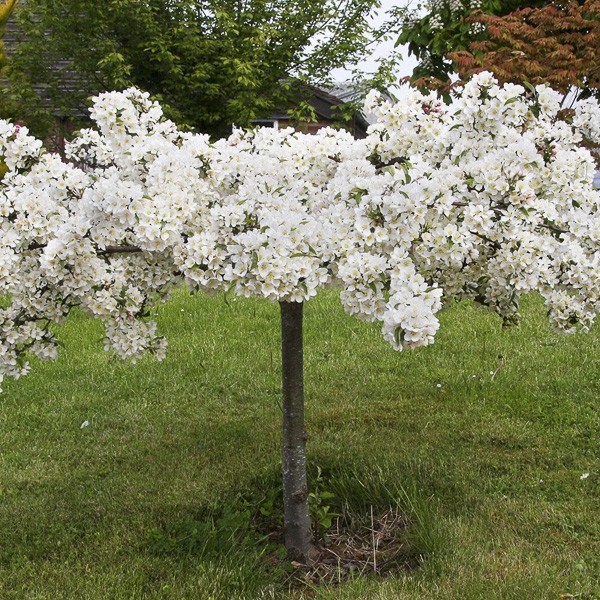 Pommier d'ornement nain - Malus toringo sargentii 'Tina' - Le Jardin du