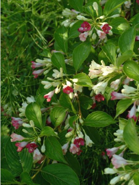 Weigela Marjorie