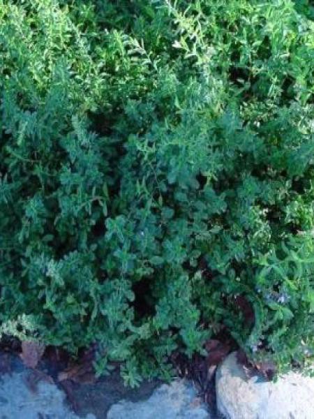 Germandrée Petit Chêne Teucrium Chamaedrys Le Jardin Du Pic Vert