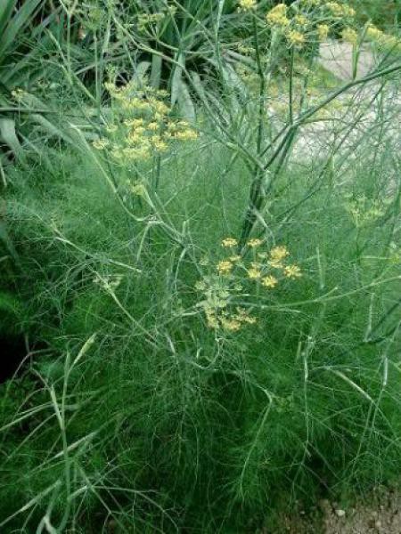 Fenouil Foeniculum Vulgare Le Jardin Du Pic Vert