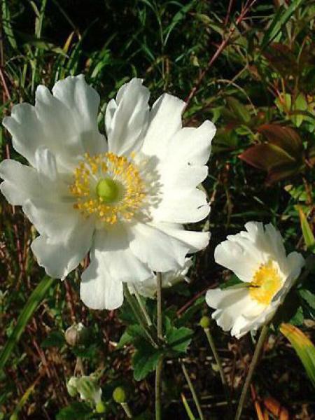 Anémone Du Japon Whirlwind Anemone Hybrida Le Jardin Du Pic Vert