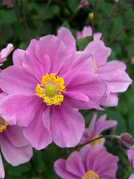 Anémone Du Japon Tomentosa Serenade Anemone Hybrida Le Jardin Du Pic Vert