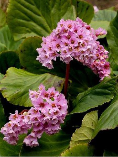 Bergénia à Feuilles Charnues Bergenia Crassifolia Le Jardin Du Pic Vert