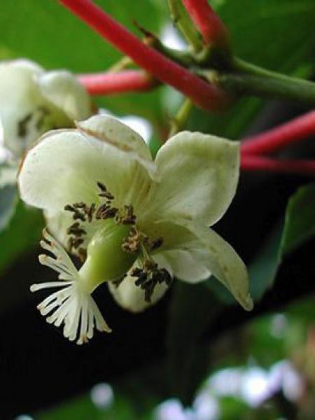 Kiwi Kiwai Weikii Male Actinidia Arguta Le Jardin Du Pic Vert