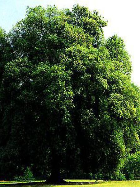 Quercus ilex croissance