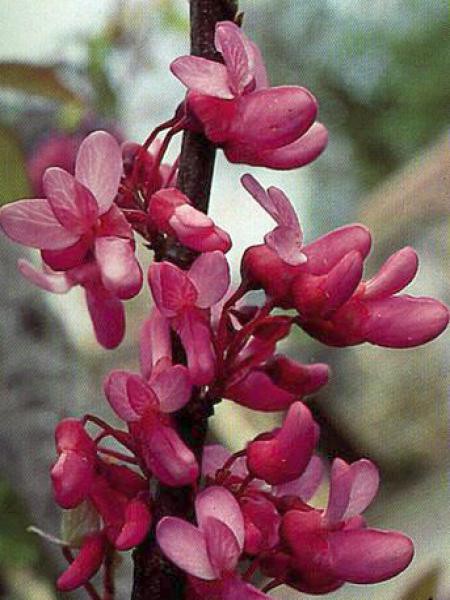 Arbre De Judée Cercis Siliquastrum Le Jardin Du Pic Vert