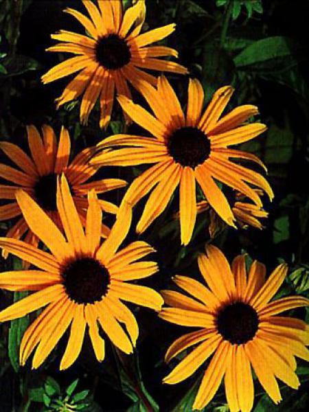 Rudbeckia Fulgida Goldsturm