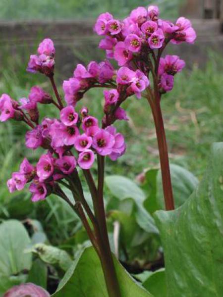 Bergénia à Feuilles Cordées Bergenia Cordifolia Le Jardin Du Pic Vert