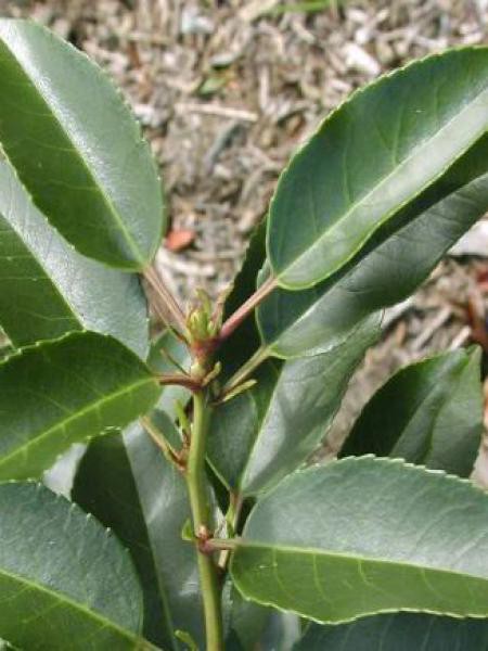 Laurier du portugal angustifolia