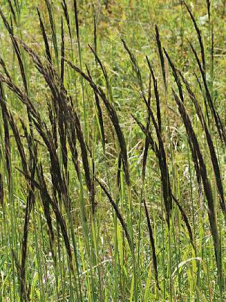  Roseau des bois  Calamagrostis epigejos Le Jardin du 