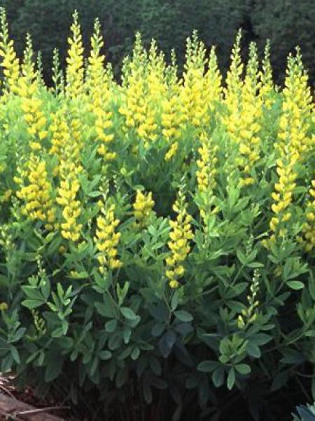 Faux Indigo Jaune Baptisia Sphaerocarpa Le Jardin Du Pic Vert