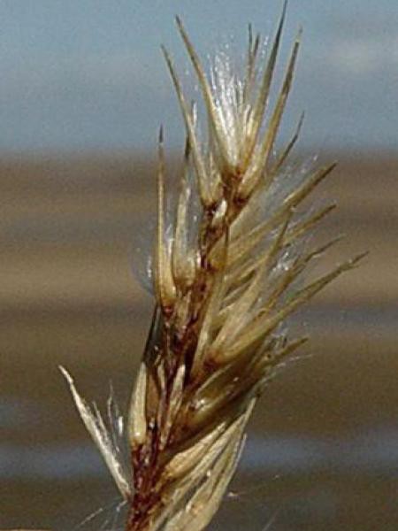  Roseau des bois  Calamagrostis epigejos Le Jardin du 