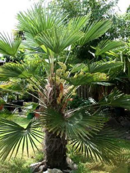Palmier miniature de Chusan Trachycarpus wagnerianus 
