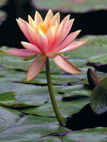 Nenuphar Colorado Nymphaea Le Jardin Du Pic Vert