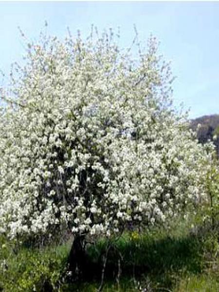 Cerisier arbre
