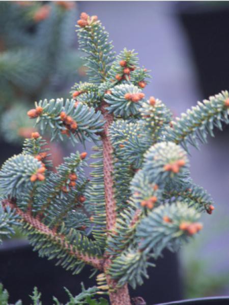  Sapin d Espagne  Abies pinsapo Le Jardin du Pic Vert