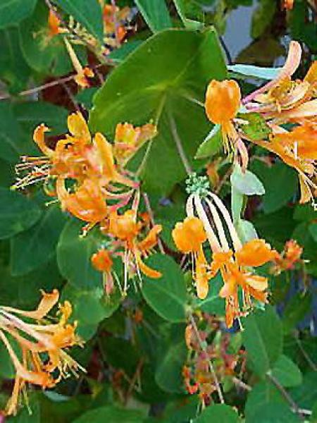 Chevrefeuille De Tellmann Lonicera Tellmanniana Le Jardin Du Pic Vert