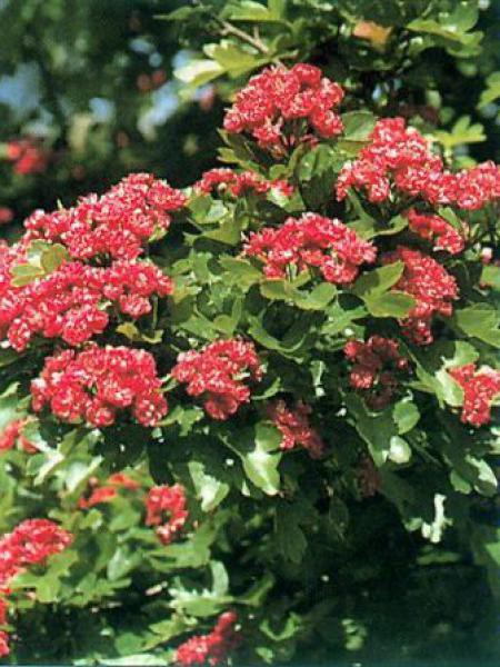 Aubépine épine à Fleurs Pauls Scarlet