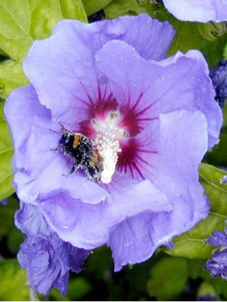 Mauve En Arbre Oiseau Bleu Hibiscus Syriacus Le Jardin Du Pic Vert