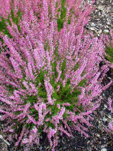 Bruyère Commune Brande Rose Calluna Vulgaris Le Jardin Du Pic Vert