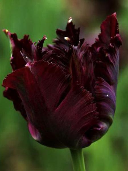 Tulipe Perroquet Black Parrot Tulipa Gpe Perroquet Le Jardin Du Pic Vert