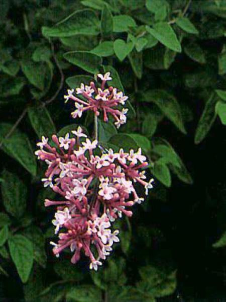 Syringa Microphylla Superba