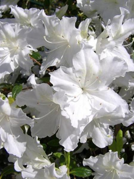 Fantastische Ideen Rhododendron Japonicum Blanc