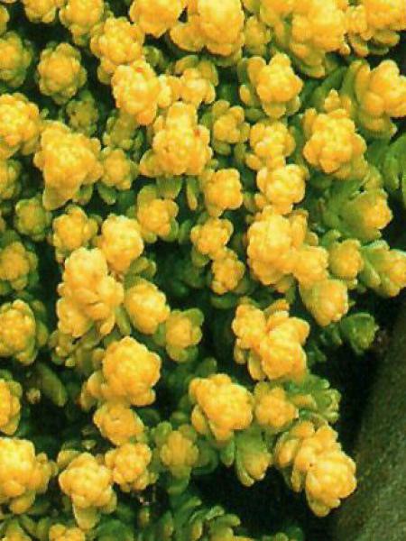 Orpin Acre Yellow Queen Sedum Acre Le Jardin Du Pic Vert