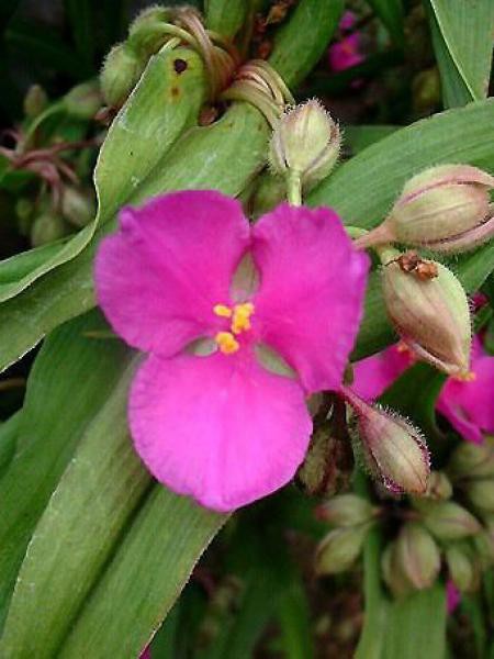 Ephémère De Virginie Karminglut Tradescantia Andersoniana Le Jardin Du Pic Vert