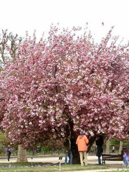 cerisier du japon kanzan sur tige des