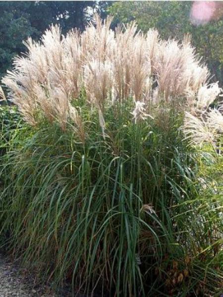 Eulalie Roseau  de Chine Graziella Miscanthus sinensis 