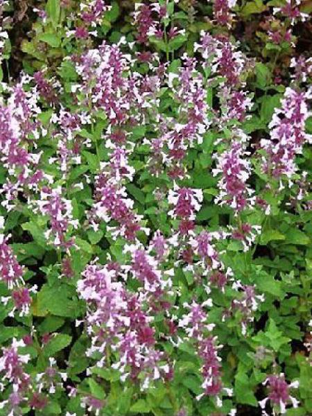 Herbe A Chats Geante Dawn To Dusk Nepeta Grandiflora Le Jardin Du Pic Vert