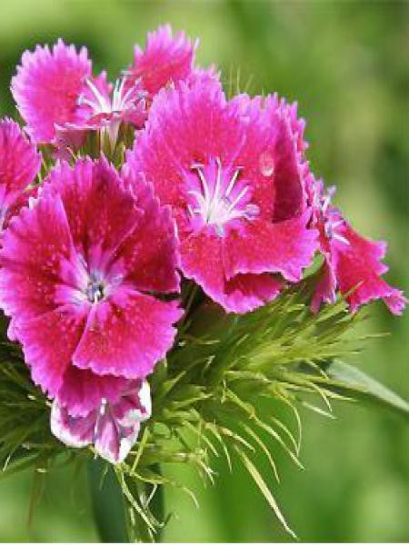 œillet Barbu œillet Du Poete Dianthus Barbatus Le Jardin Du Pic Vert