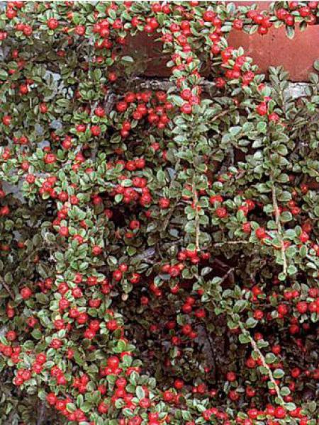 Cotonéaster Rampant Cotoneaster Horizontalis Le Jardin Du Pic Vert