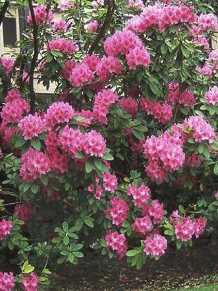 Rhododendron Anna Rose Whitney