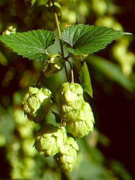 Houblon