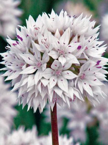 Ail D Ornement Graceful Allium Amplectens Le Jardin Du Pic Vert