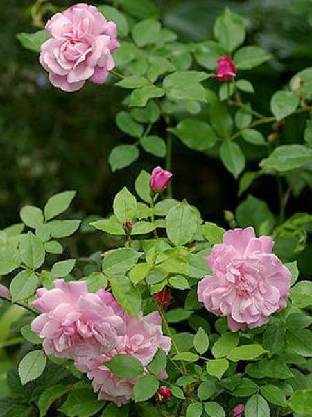 Rosier Ancien De Chine Old Blush Rosa Chinensis Le Jardin Du Pic Vert