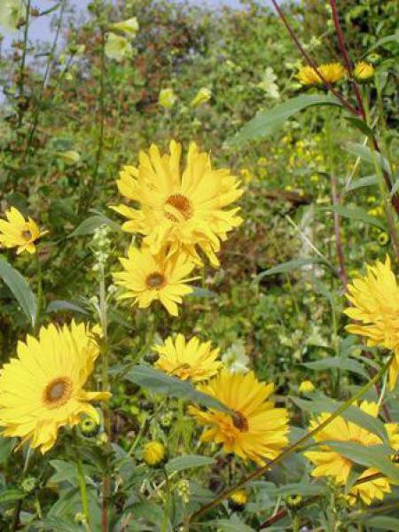 Soleil Vivace Monarch Helianthus Atrorubens Le Jardin Du Pic Vert