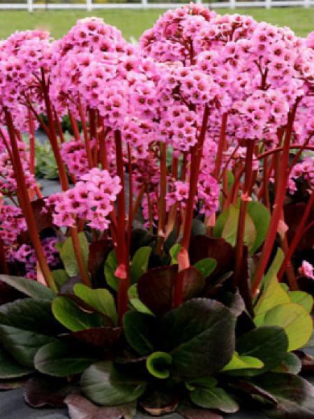 Bergenia Sping Fling Bergenia Le Jardin Du Pic Vert