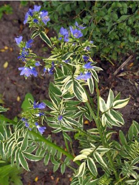 Valériane grecque 'Brize d'Anjou' - Polemonium - Le Jardin ...