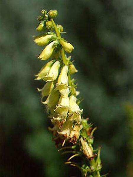 Digitale Jaune Digitalis Lutea Le Jardin Du Pic Vert