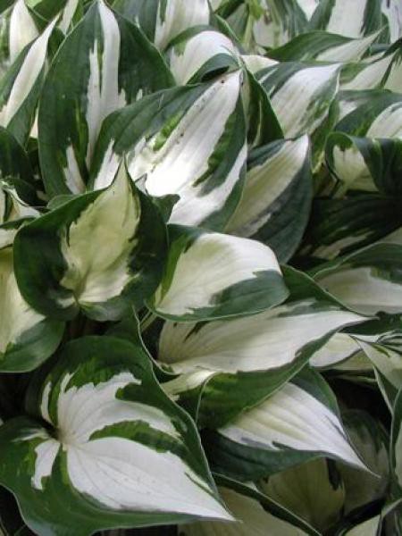 Hosta Fire And Ice Hosta Le Jardin Du Pic Vert