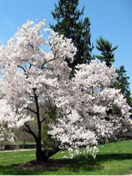 Cerisier A Fleur Yedoensis Prunus Yedoensis Le Jardin Du Pic Vert